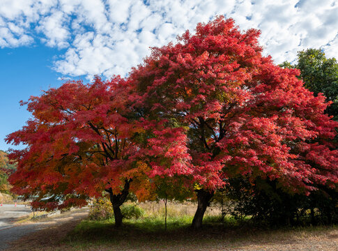 View of vibrant red maple trees ablaze with autumn color against a backdrop of a bright blue sky with scattered clouds, Fujikawaguchiko, Yamanashi, Japan.