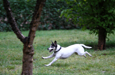 Perro ratonero bodeguero saltando y jugando en el parque sobre hierba