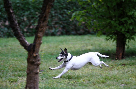 Perro ratonero bodeguero saltando y jugando en el parque sobre hierba