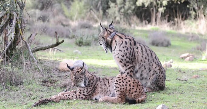 Radio-tagged adult female Iberian Lynx and her daughter in a Mediterranean forest late on a winter afternoon