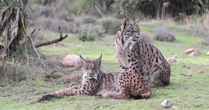 Radio-tagged adult female Iberian Lynx and her daughter in a Mediterranean forest late on a winter afternoon