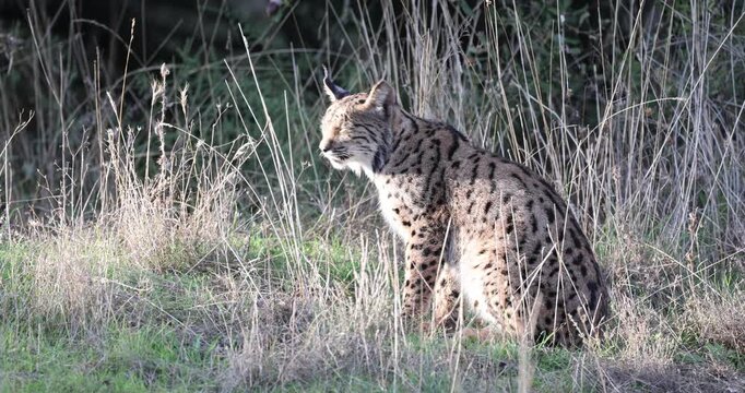 Very young female Iberian Lynx in late December in a Mediterranean forest on a very cold day