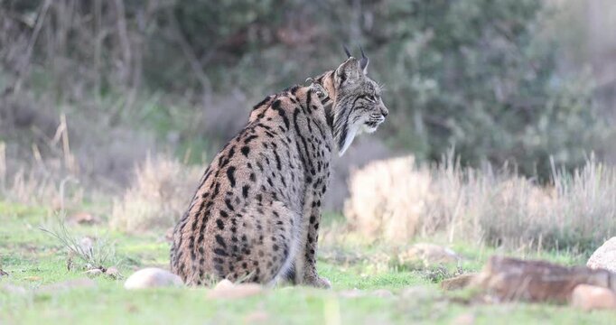 Adult female Iberian Lynx with tracking collar during mating season in late December in a Mediterranean forest on a very cold day
