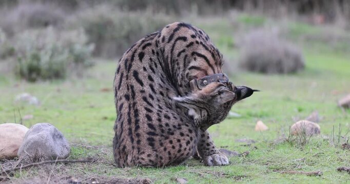 Adult female Iberian Lynx with tracking collar during mating season in late December in a Mediterranean forest on a very cold day