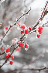 Weather conditions. Red berries in ice hanging on a branch. Winter Ice Age. Frozen berries.