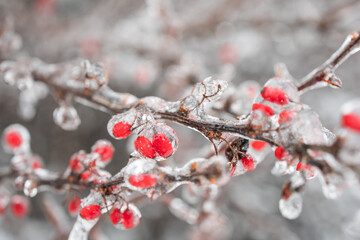 Weather conditions. Red berries in ice hanging on a branch. Winter Ice Age. Frozen berries.