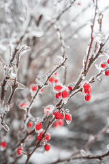 Weather conditions. Red berries in ice hanging on a branch. Winter Ice Age. Frozen berries.