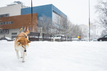 Winter in the city. Frozen. Weather conditions. Winter Ice Age. Walking the dog in the park
