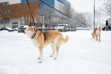 Winter in the city. Frozen. Weather conditions. Winter Ice Age. Walking the dog in the park