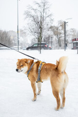 Winter in the city. Frozen. Weather conditions. Winter Ice Age. Walking the dog in the park