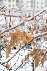 Yellow frozen leaves on a bush branch. Winter in the city. Frozen tree branches. Weather conditions. Winter Ice Age. Frozen trees in the park.