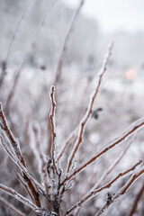 Frozen tree branches. Weather conditions. Winter Ice Age. Frozen trees in the park.