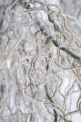 Willow tree branches in ice. Frozen tree branches. Weather conditions. Winter Ice Age.  Natural texture