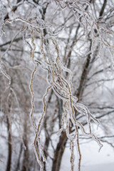 Willow tree branches in ice. Frozen tree branches. Weather conditions. Winter Ice Age.  Natural texture