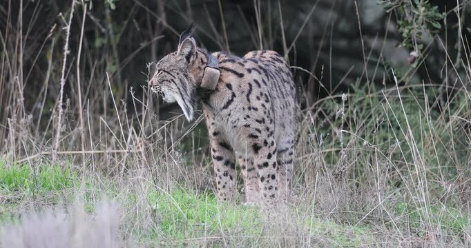 Adult female Iberian Lynx with tracking collar during mating season in late December in a Mediterranean forest on a very cold day
