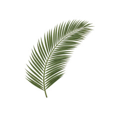 Obraz premium Elegant Palm Frond Isolated
