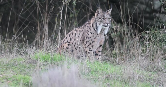 Iberian Lynx in a Mediterranean forest of pines and oaks with the sunrise light on a very cold winter morning