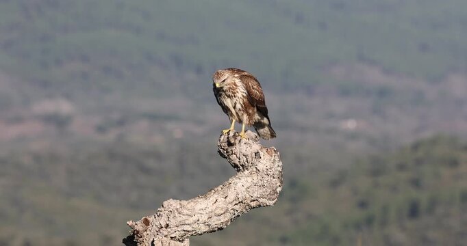 Common buzzard with very light phase on its favorite perch within a Mediterranean forest in the first light of a winter day