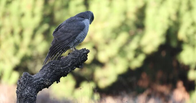 Adult female Northern goshawk eating freshly hunted prey in a pine and oleander forest in the last light of a December day