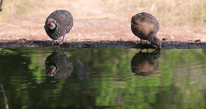 Red-legged partridge drinking at a watering point in a Mediterranean forest of pines and oaks in the sunrise light