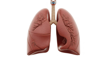 Intricate human lungs with delicate floral designs