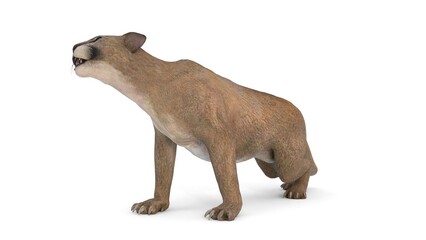 Obraz premium cougar big cat on white background