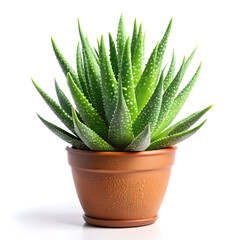 lush green aloe Vera plant isolated on white background