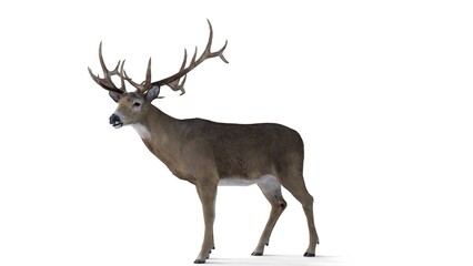Obraz premium deer on white background