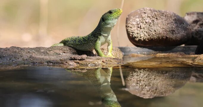 Ocellated lizard drinking at a water source in a Mediterranean forest of pines and oaks