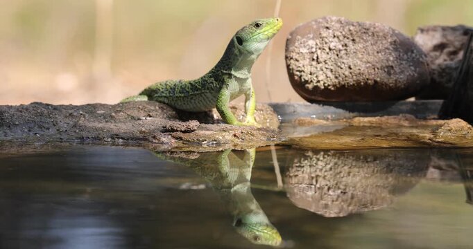 Ocellated lizard drinking at a water source in a Mediterranean forest of pines and oaks