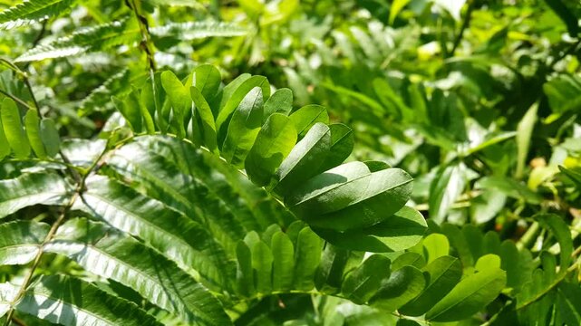 The leaves of the abrus cantoniensis plant are blown by the wind. 4k footage focus on foreground. green leaves background, close up of green leaves, close up of green grass