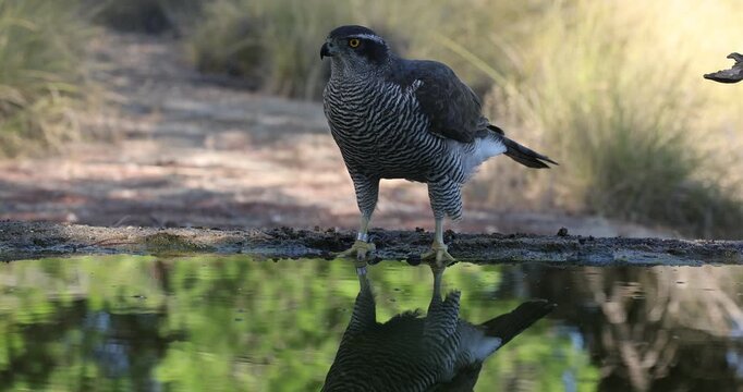 Adult female Northern goshawk drinking and bathing at a water source in a Mediterranean forest late in the afternoon in late autumn