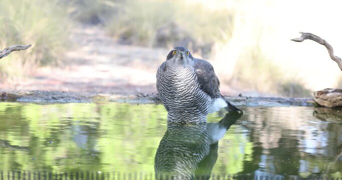 Adult female Northern goshawk drinking and bathing at a water source in a Mediterranean forest late in the afternoon in late autumn