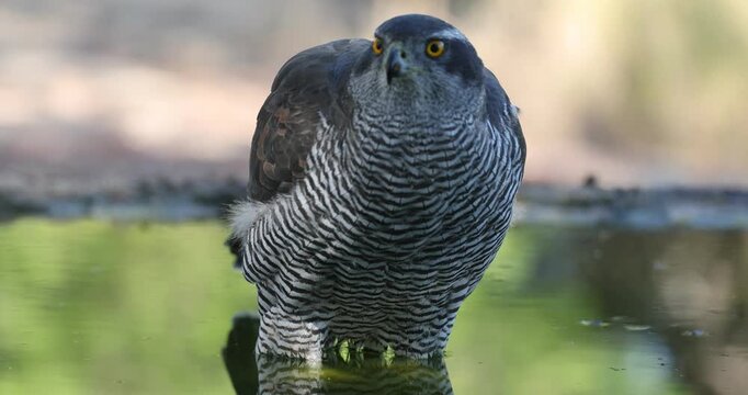 Adult female Northern goshawk drinking and bathing at a water source in a Mediterranean forest late in the afternoon in late autumn