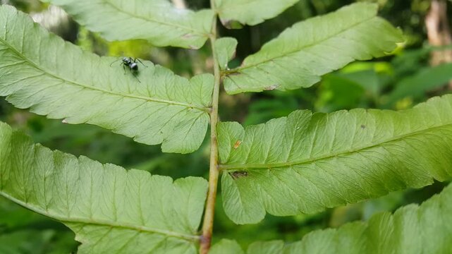 Polyrhachis dives walking on green leaves. 4k footage. Perfect for documentaries about tropical rainforests and World Environment Day on June 5th. silver spiny ant, Iridomyrmex anceps
