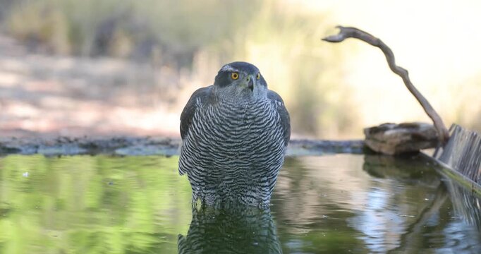 Adult female Northern goshawk drinking and bathing at a water source in a Mediterranean forest late in the afternoon in late autumn