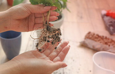  root system of houseplant is close-up. concept of selecting a pot for transplanting, choosing a suitable soil. gloved hand shows damaged diseased roots on the table. plant needs to be transplanted