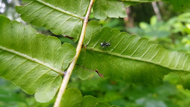 Iridomyrmex anceps walking on fern leaves. 4k footage in the forest. Perfect for documentaries about tropical rainforests and World Nature Conservation Day on July 28th. Polyrhachis dives