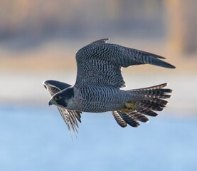 Peregrine Falcons