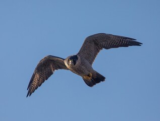 Peregrine Falcons