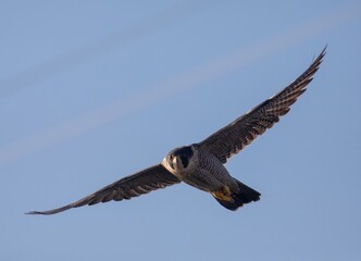Peregrine Falcons