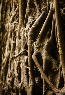 tree bark texture, Morro de S&atilde;o Paulo, Ilha de Tinhar&eacute;, Bahia, Brazil, South America 