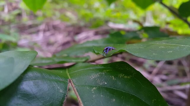 4k aesthetic footage of jumping spider (Phintella volupe,) resting on dark green leaves in focus in the foreground. World Environment Day on June 5th. Shot in a tropical rainforest. Thiania bhamoensis