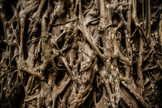 tree bark texture, Morro de S&atilde;o Paulo, Ilha de Tinhar&eacute;, Bahia, Brazil, South America 