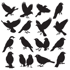 Fototapeta premium Flock of black crows flying and perching in various positions