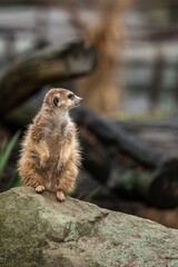 Fototapeta premium Close up view of the cute meerkat (Suricata suricatta) mongoose.