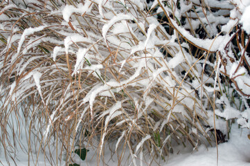 Wysokie trawy trzciny pokryte śniegiem. © Monika