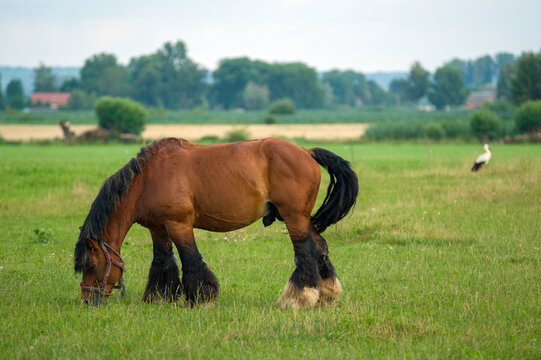 Duży pociągowy koń, ogier pasący się na łące.
