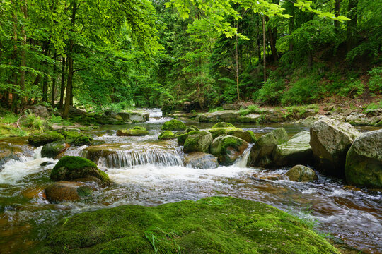 mountain river flows through a green forest landscape with mossy rocks