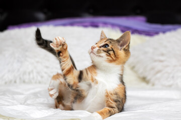 Gentle domestic scene features inquisitive calico kitten resting and gazing upward peacefully